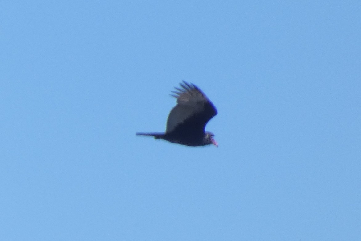 Turkey Vulture - ML547690211