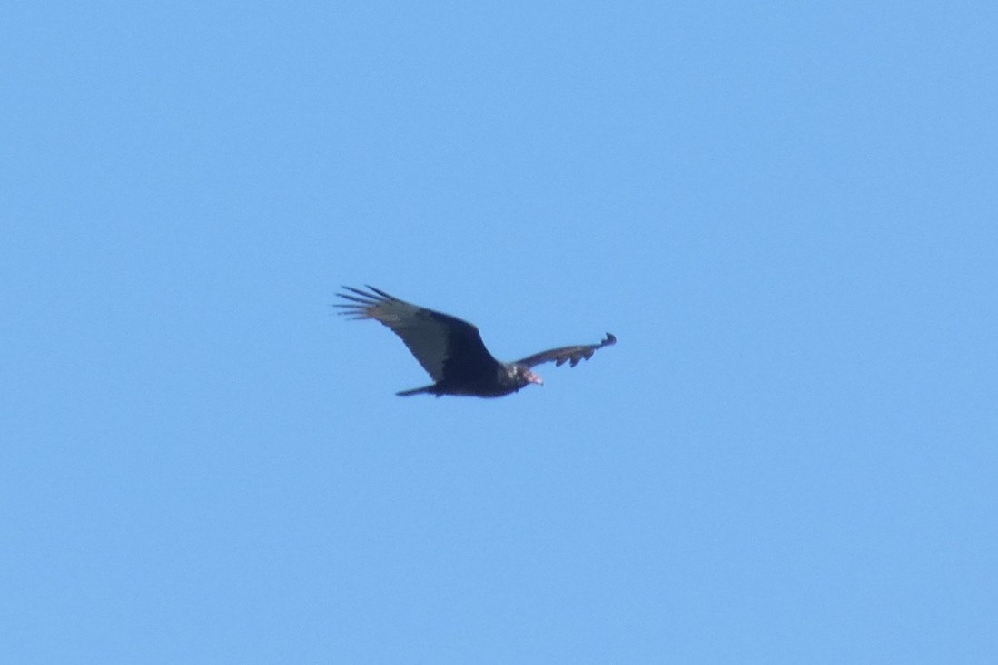 Turkey Vulture - ML547690221