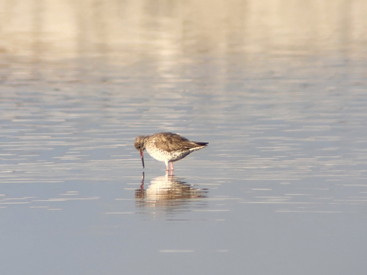 Spotted Redshank - ML547690531