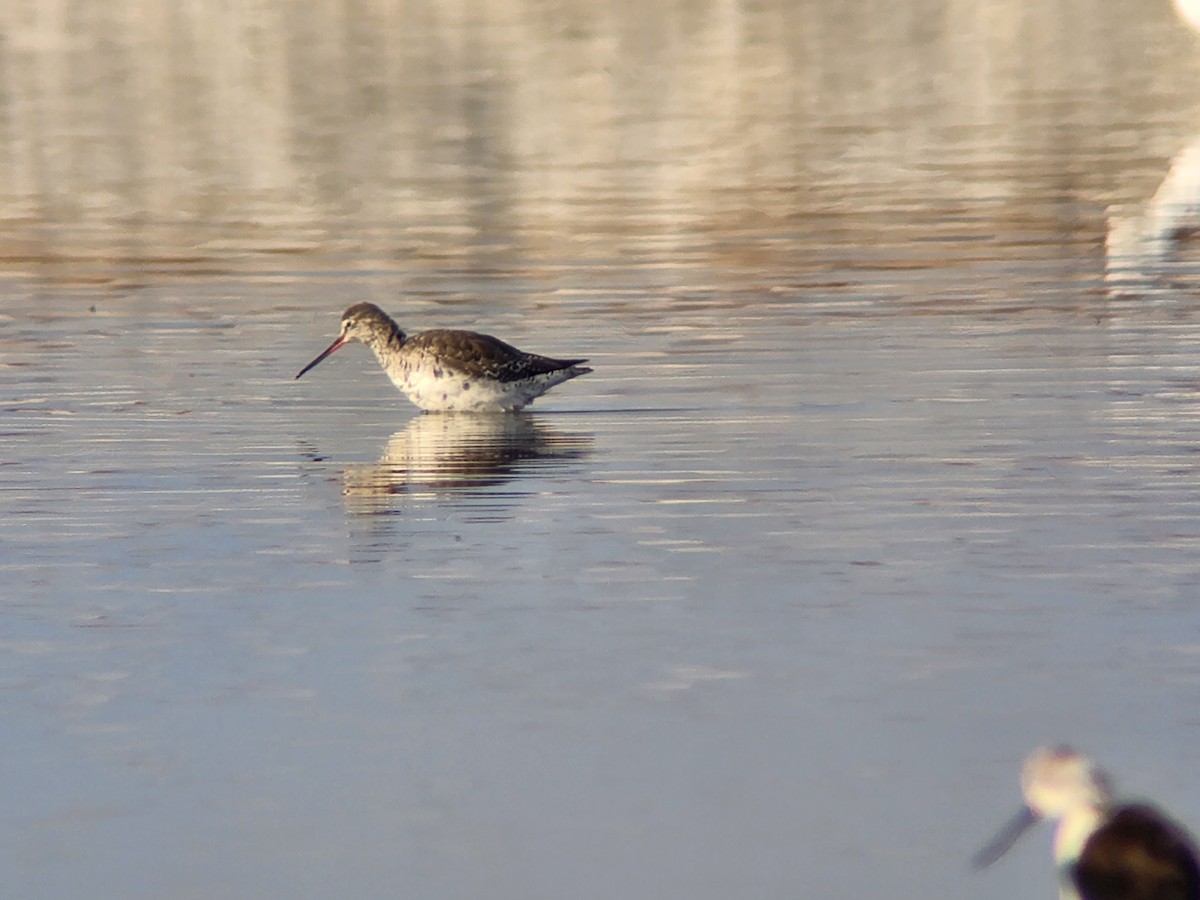 Spotted Redshank - ML547690541