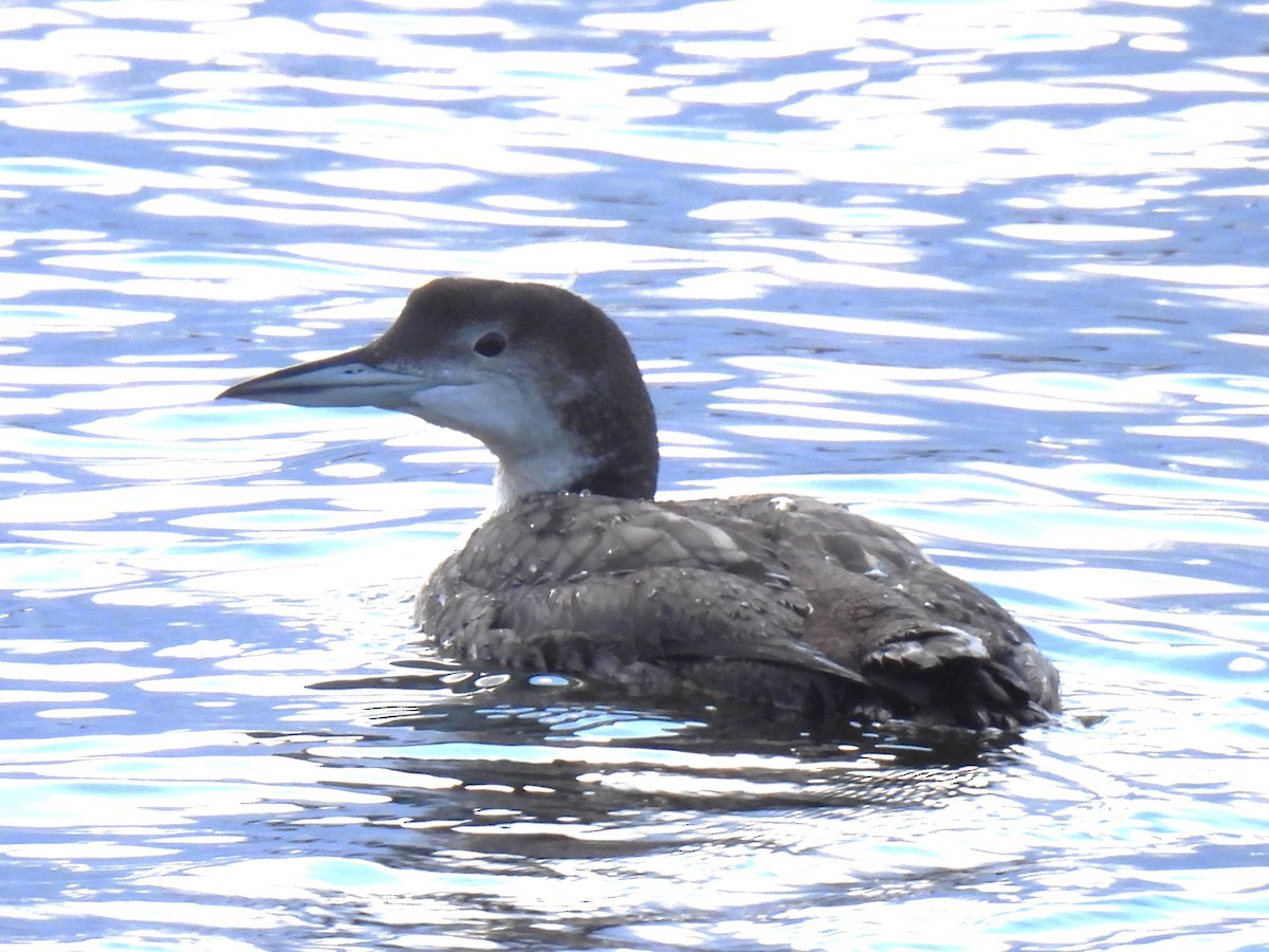 Common Loon - Yumi Doga