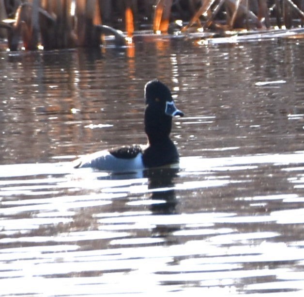Ring-necked Duck - ML547691801