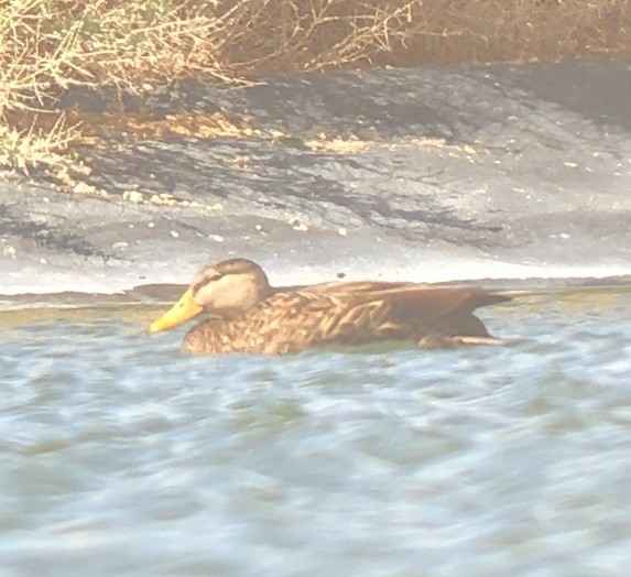 Mexican Duck - Deborah House