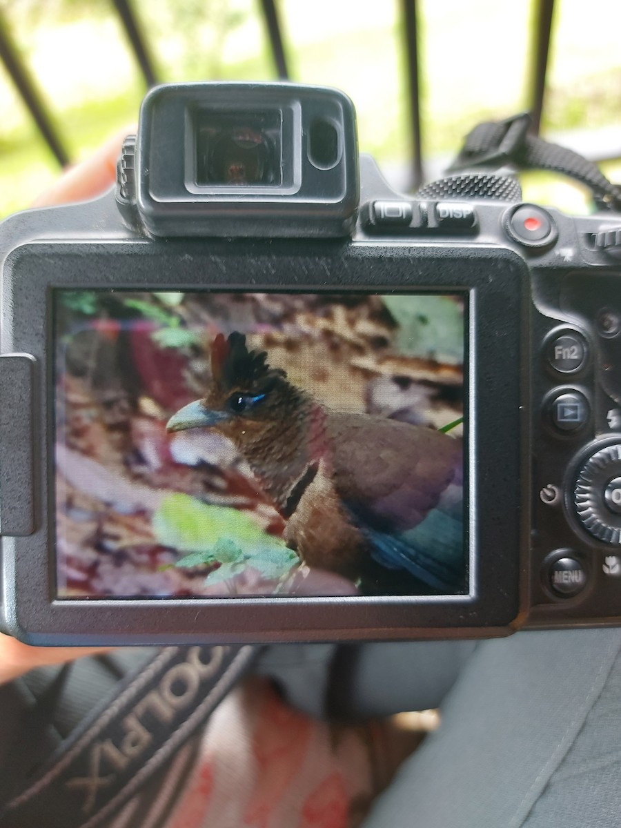 Rufous-vented Ground-Cuckoo - ML547693351