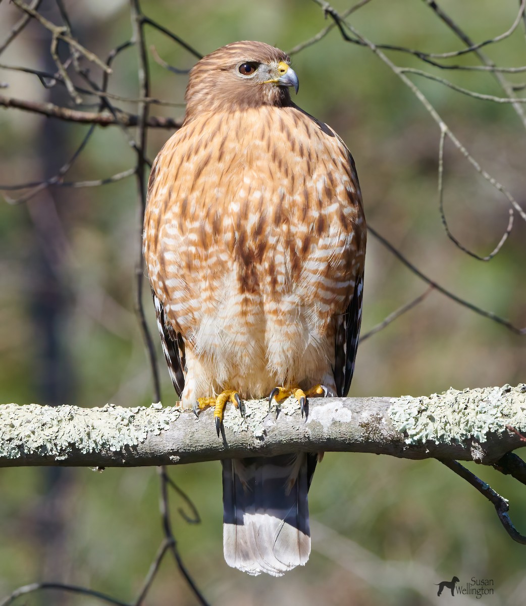 Red-shouldered Hawk - ML547693401