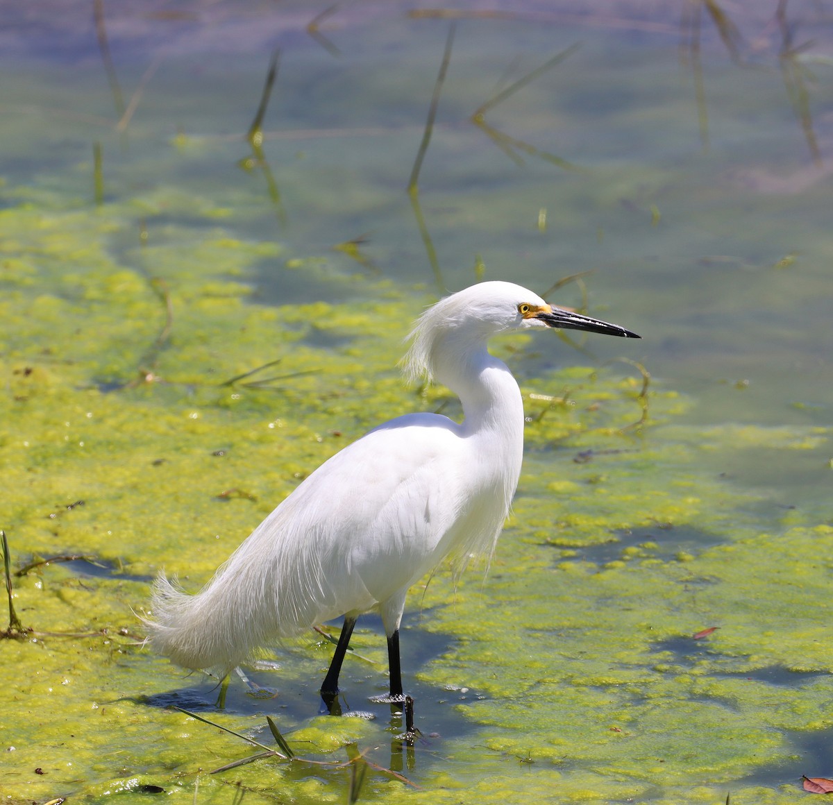 Snowy Egret - ML547693591