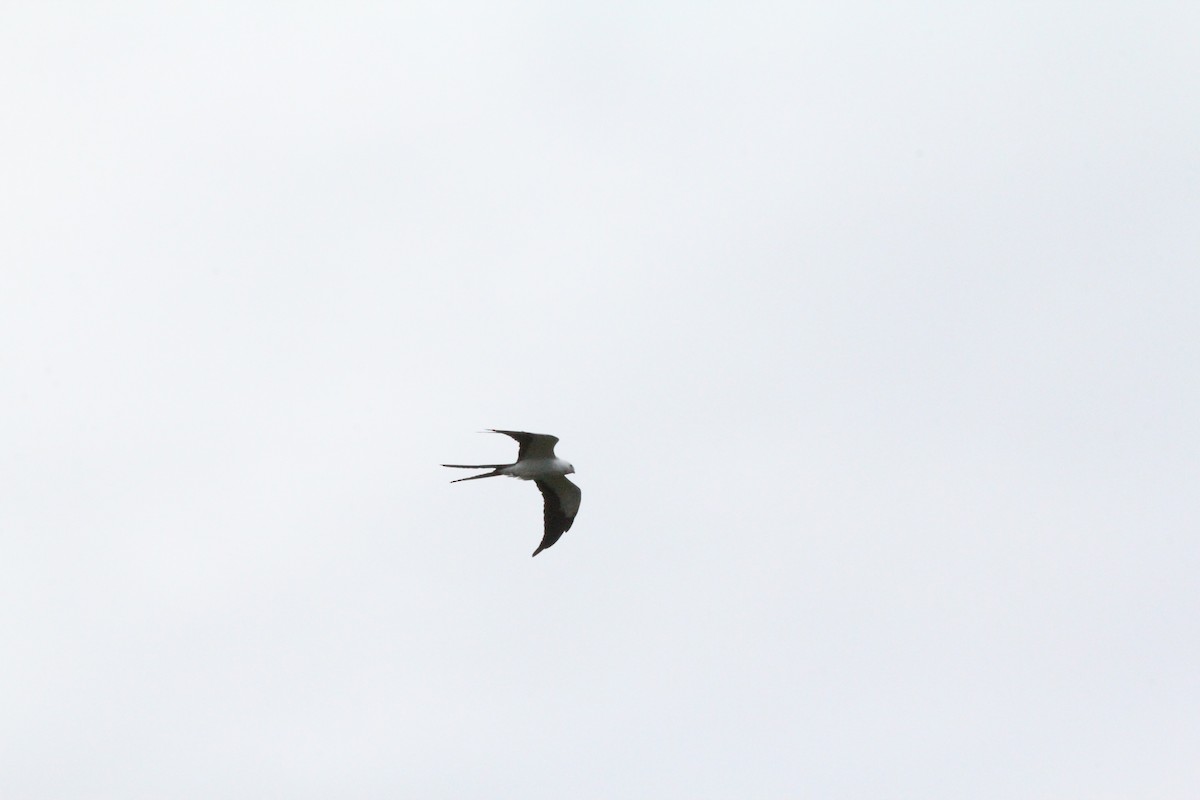 Swallow-tailed Kite - Gareth James