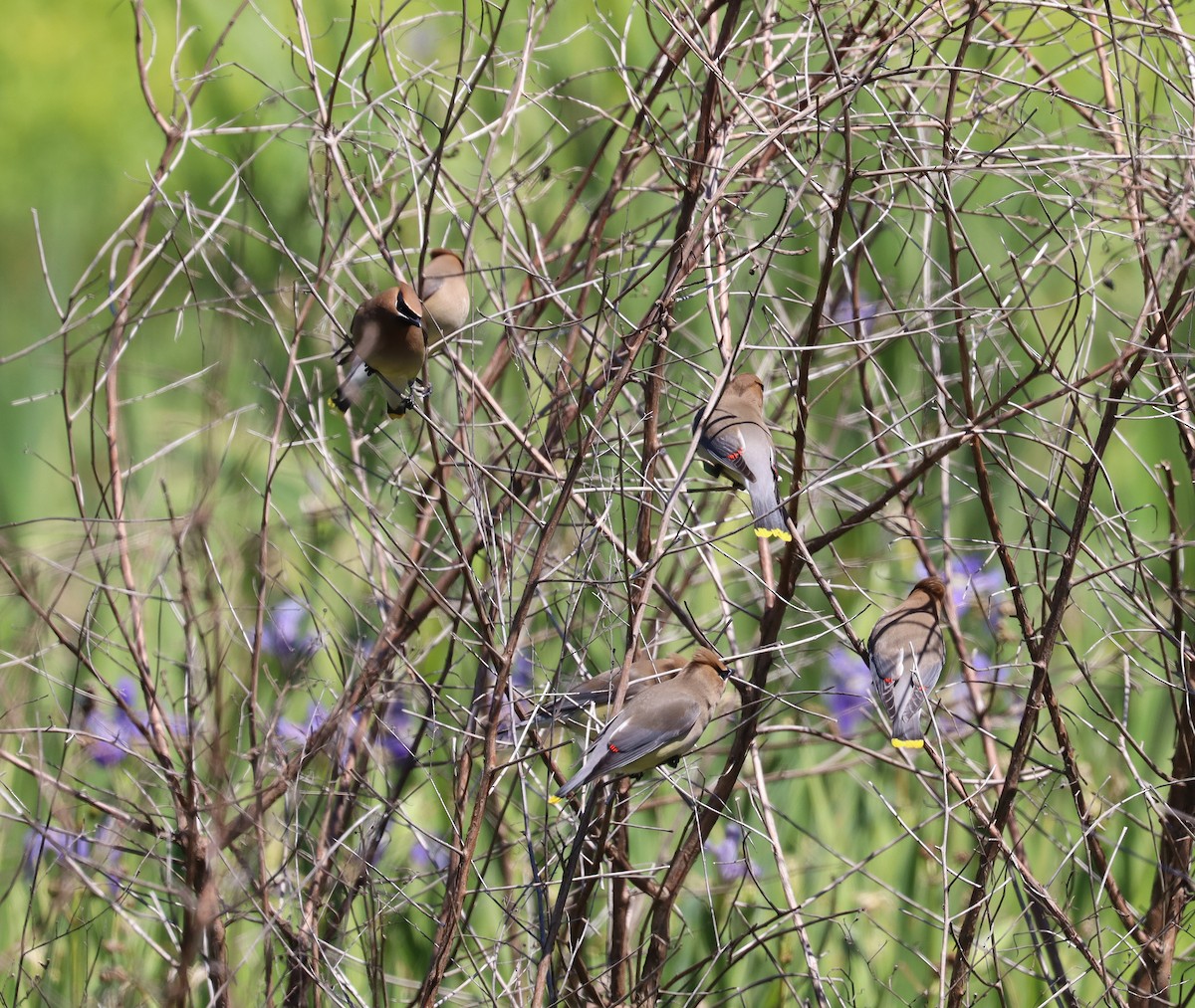 Cedar Waxwing - ML547693941