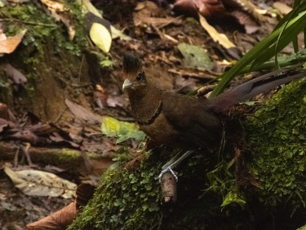 Rufous-vented Ground-Cuckoo - ML547694021