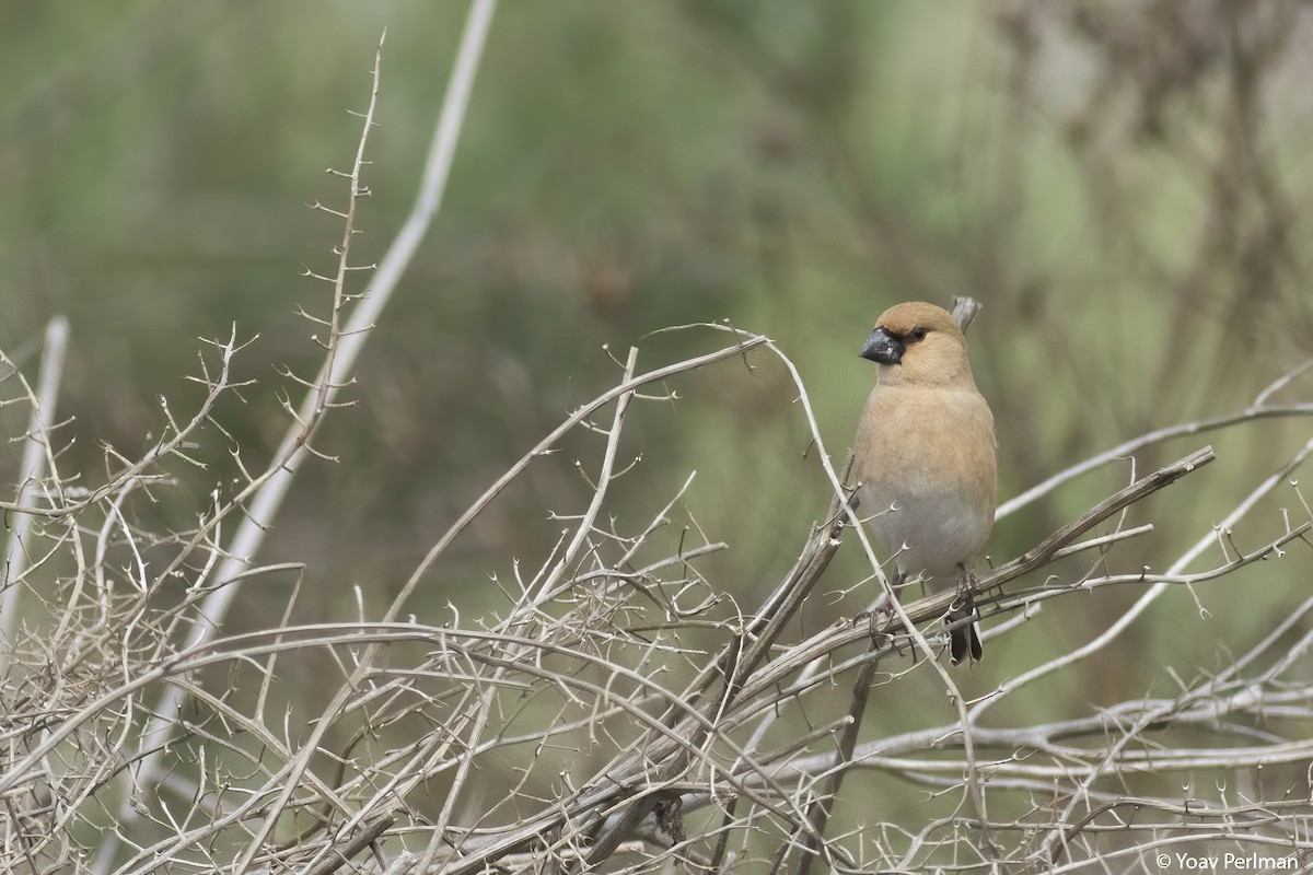 Desert Finch - ML547694401