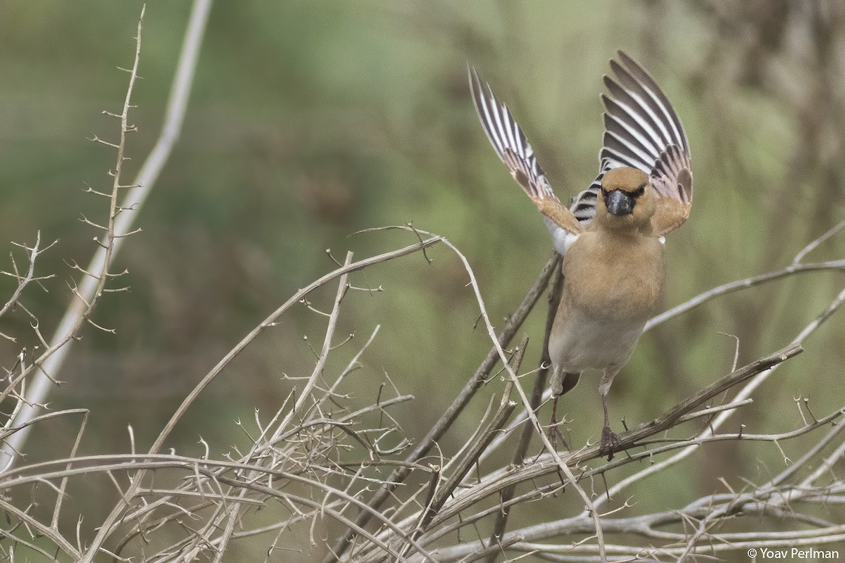 Desert Finch - ML547694411