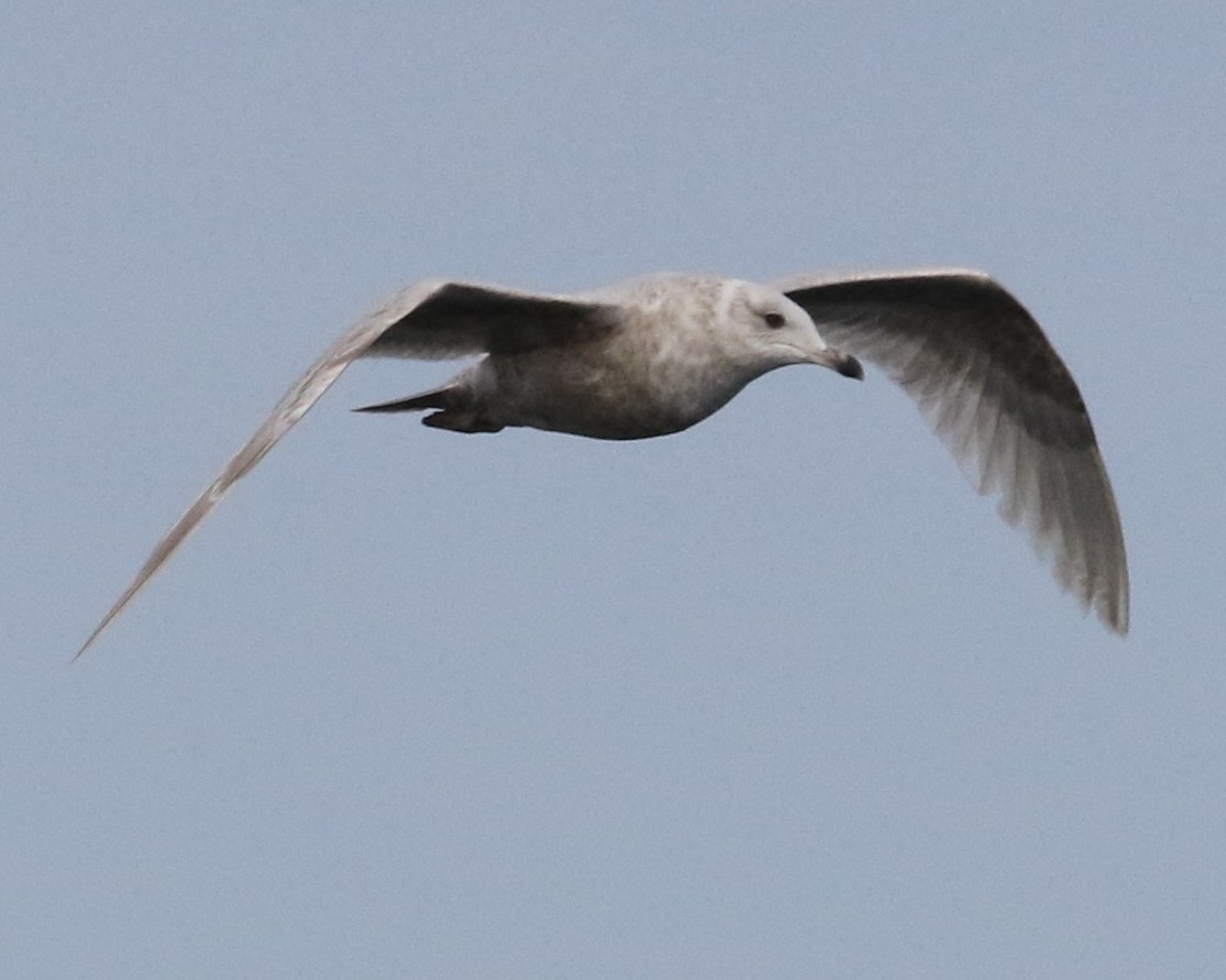 goéland sp. (Larus sp.) - ML547695971