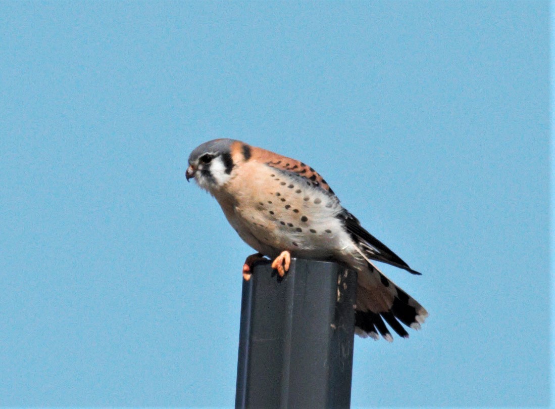 American Kestrel - ML547696051