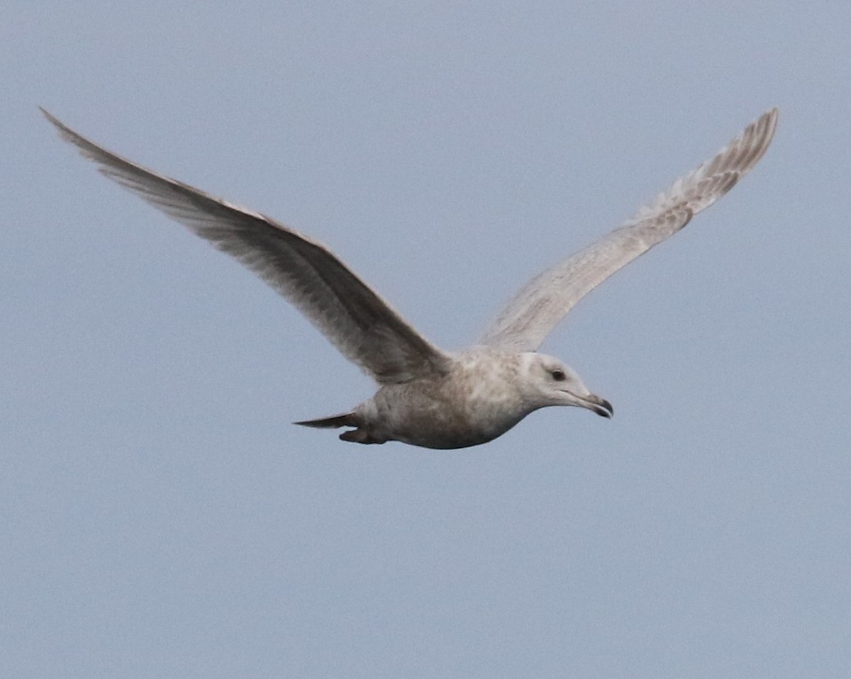 Larus sp. - Scott Mills