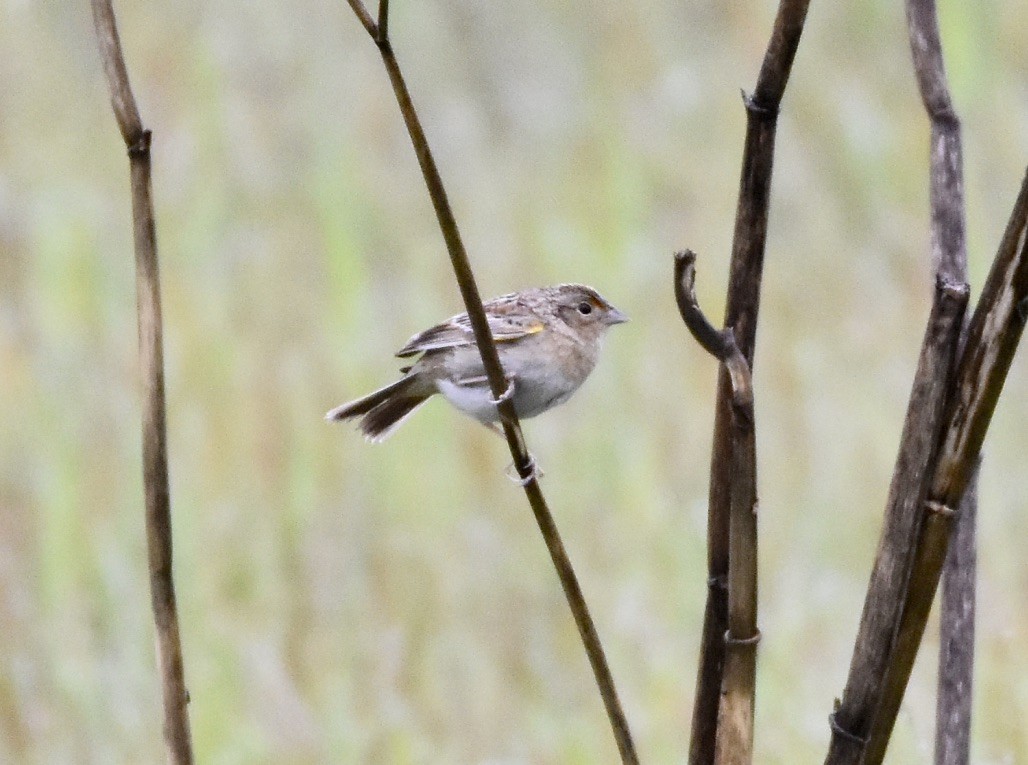 Grasshopper Sparrow - Patricia Langen