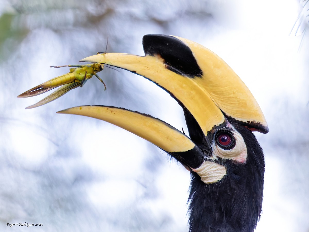 Oriental Pied-Hornbill - Rogério Rodrigues