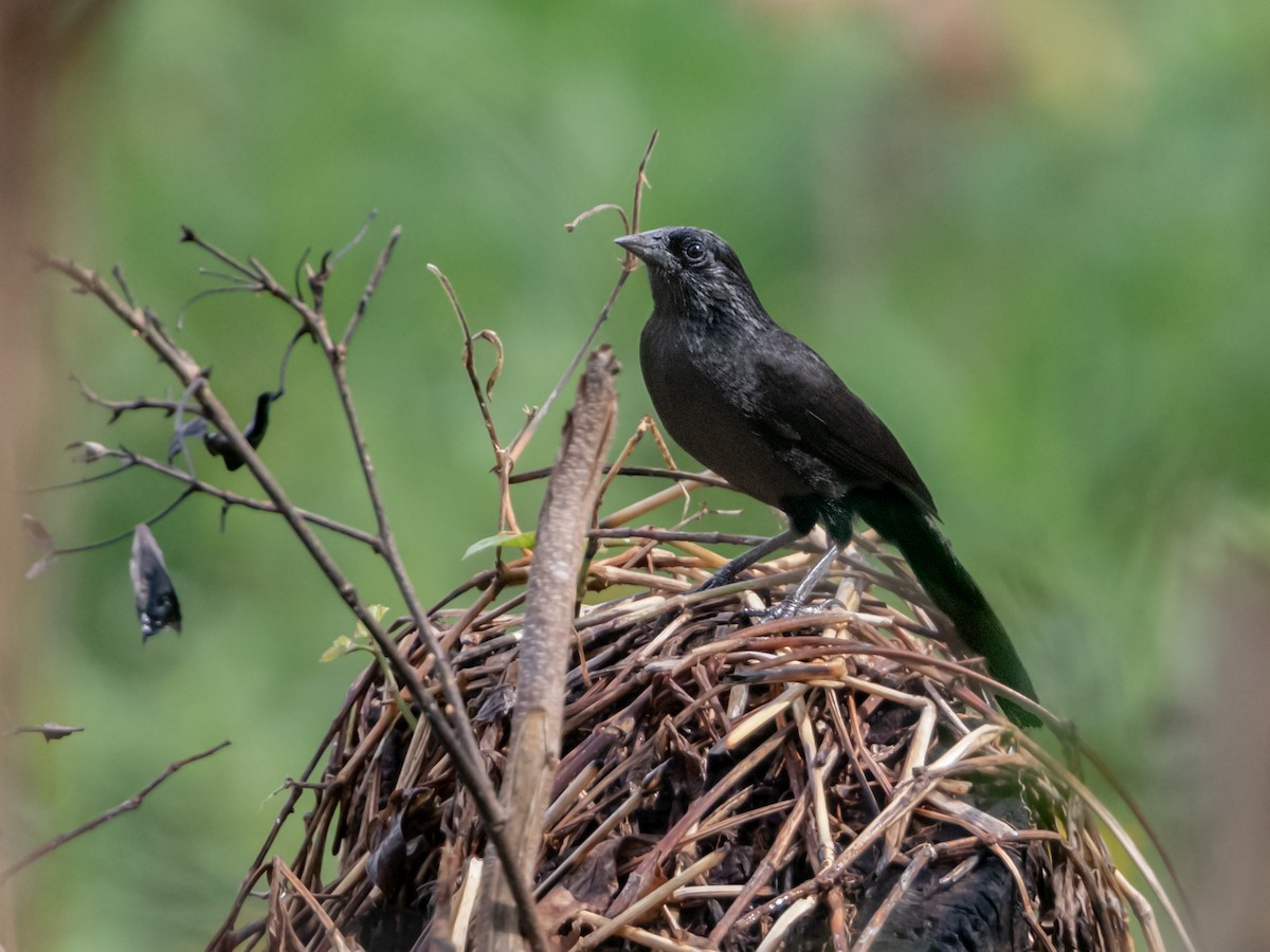 Forbes's Blackbird - Héctor Bottai