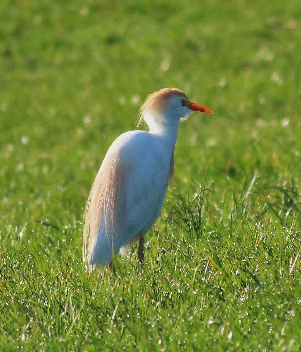 Western Cattle Egret - ML54769701