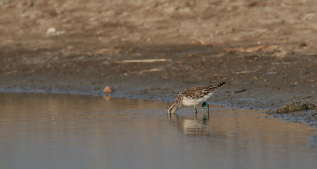 Broad-billed Sandpiper - ML547697401