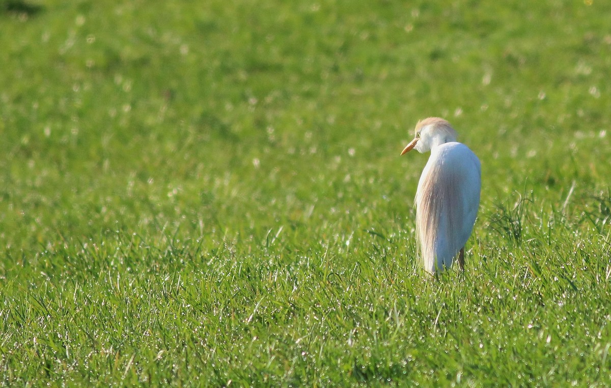 Western Cattle Egret - ML54769771