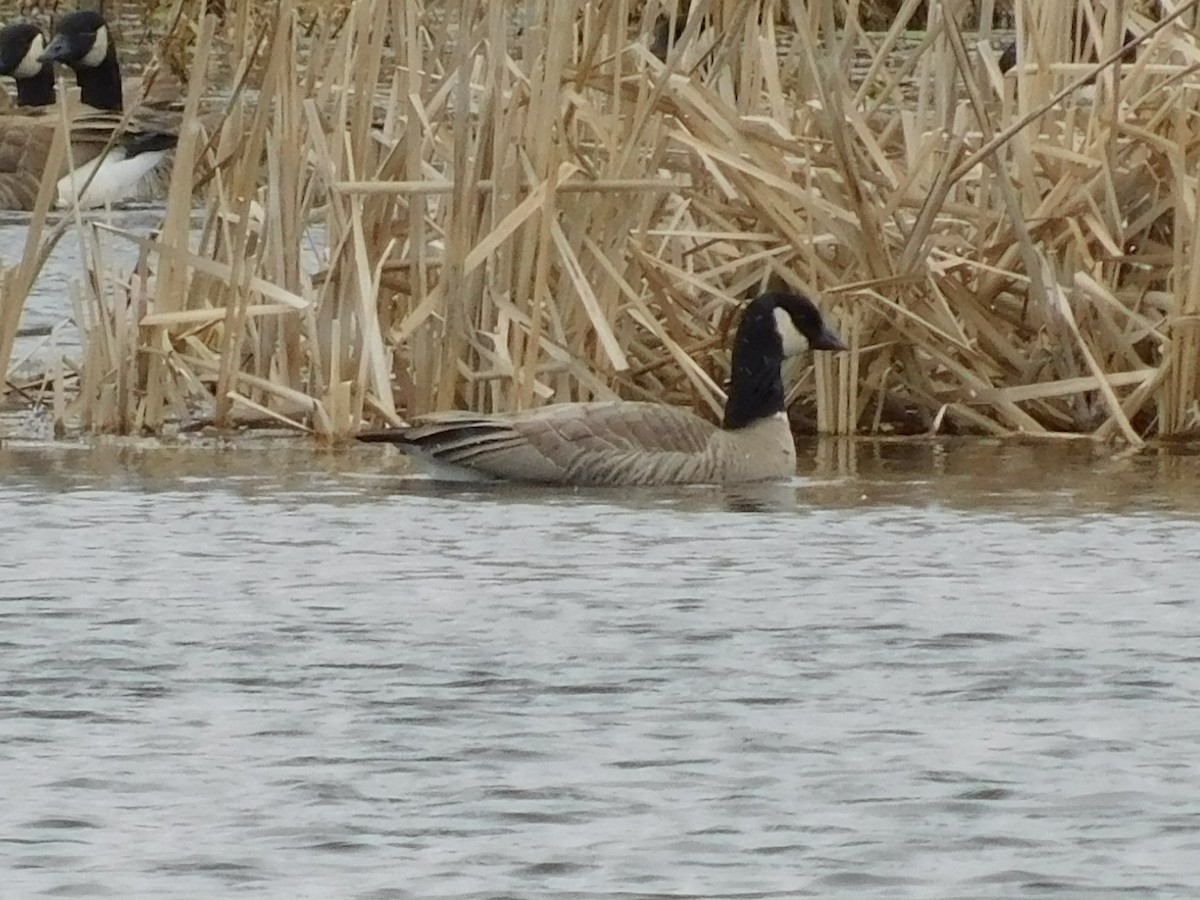 Cackling Goose - Rick Stevens