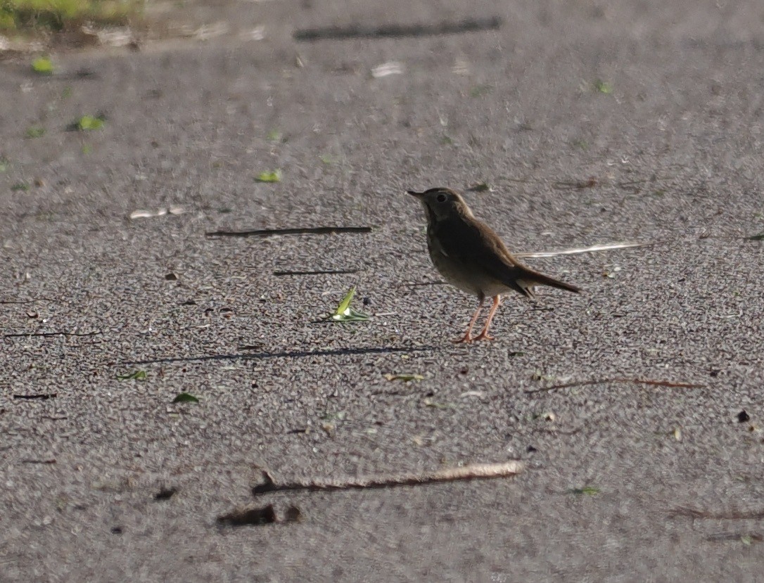 Hermit Thrush - ML547697861