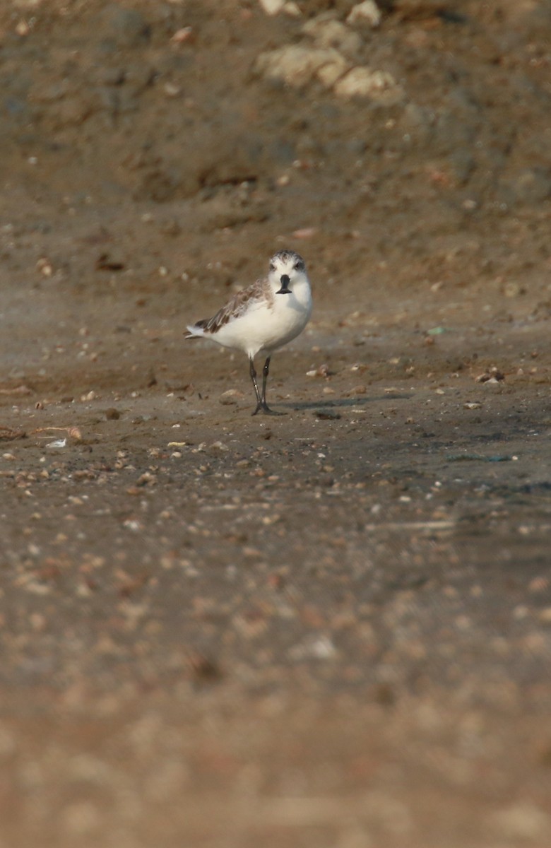 Spoon-billed Sandpiper - ML547697951