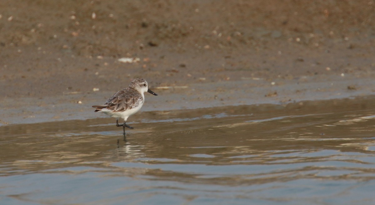 Spoon-billed Sandpiper - ML547697961