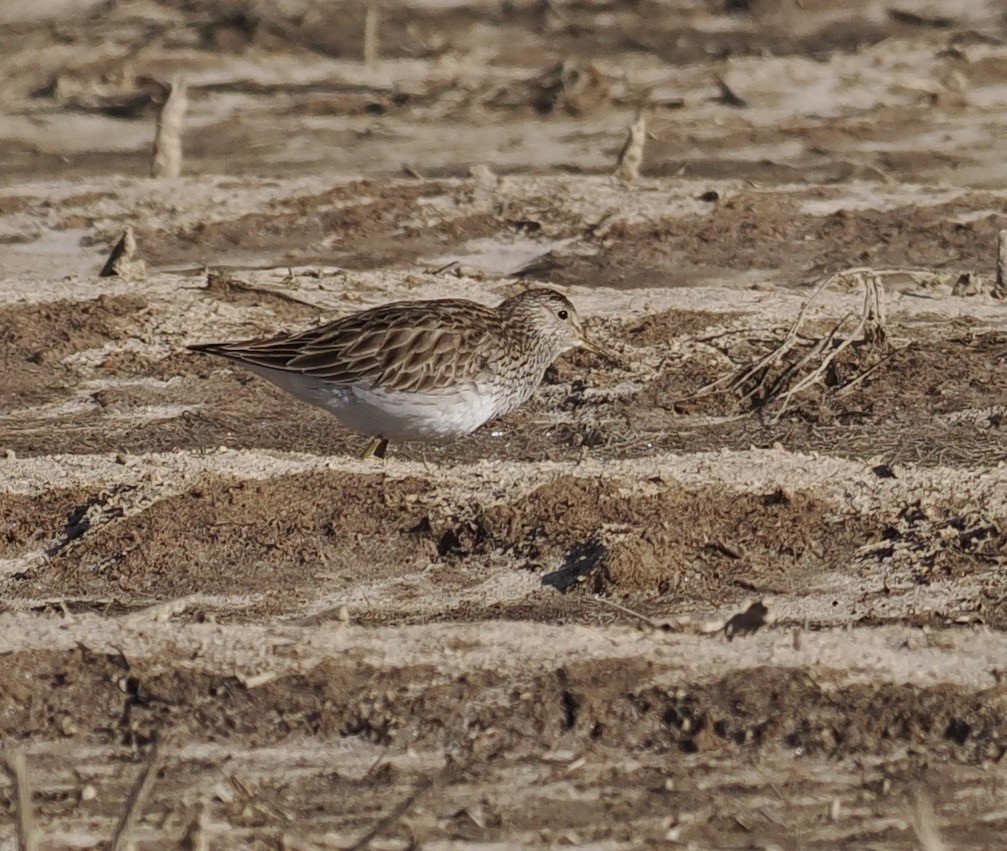 Pectoral Sandpiper - Bob Foehring