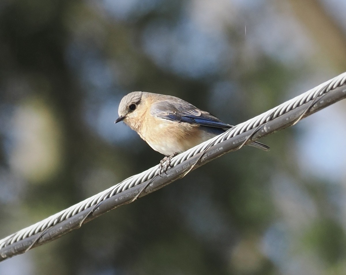 Eastern Bluebird - Bob Foehring