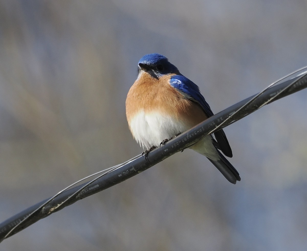 Eastern Bluebird - Bob Foehring