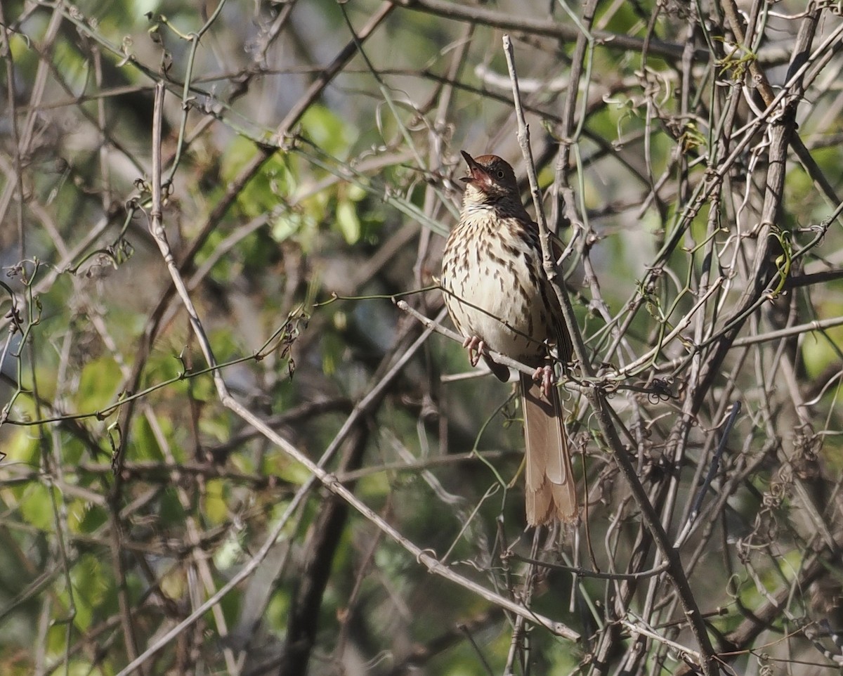 Brown Thrasher - Bob Foehring