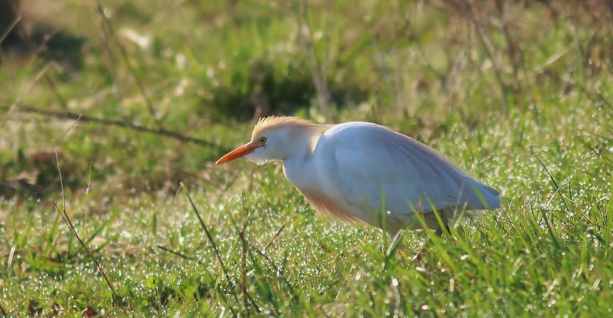 Western Cattle Egret - ML54769821