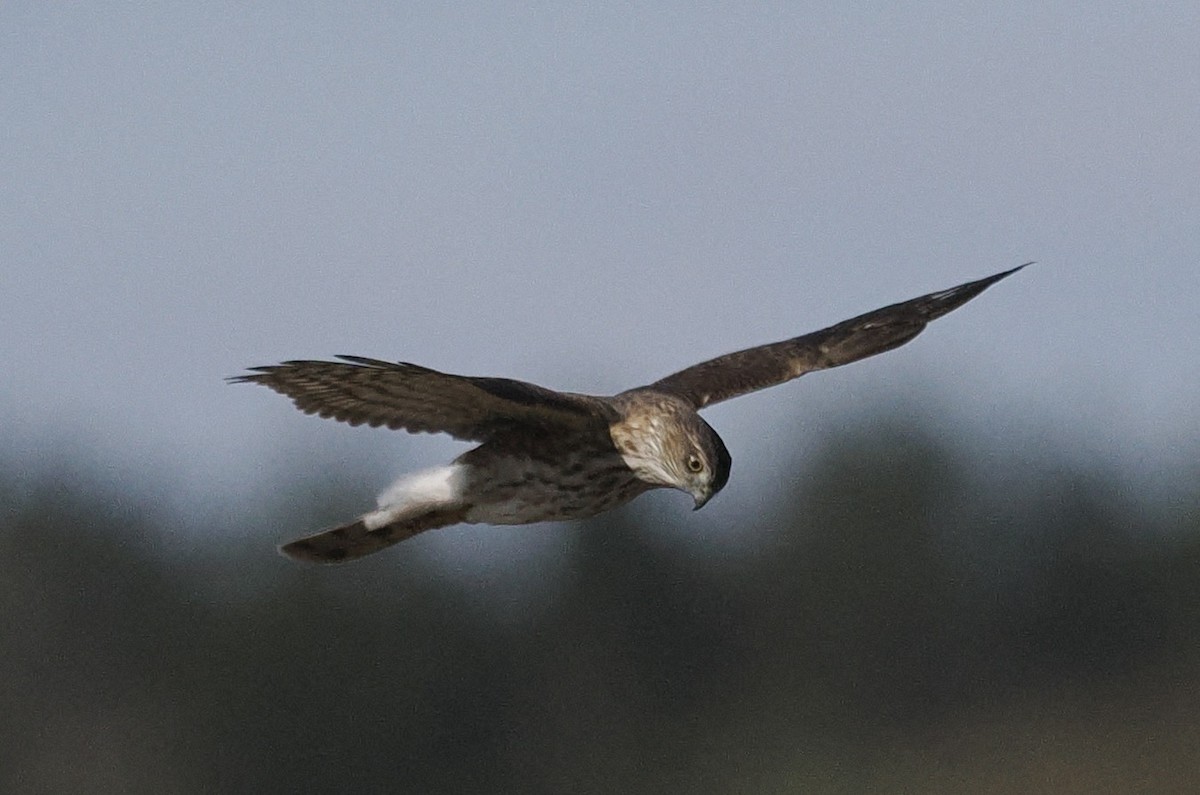 Sharp-shinned Hawk - Bob Foehring