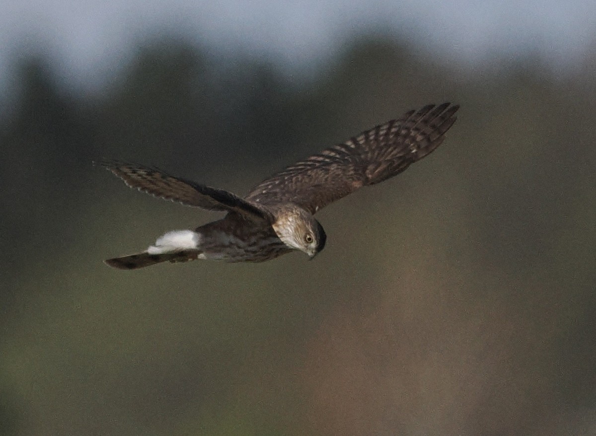 Sharp-shinned Hawk - Bob Foehring