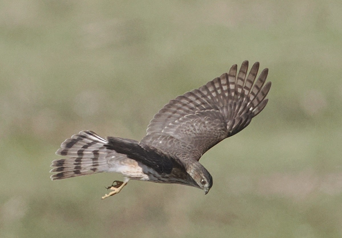 Sharp-shinned Hawk - ML547698351