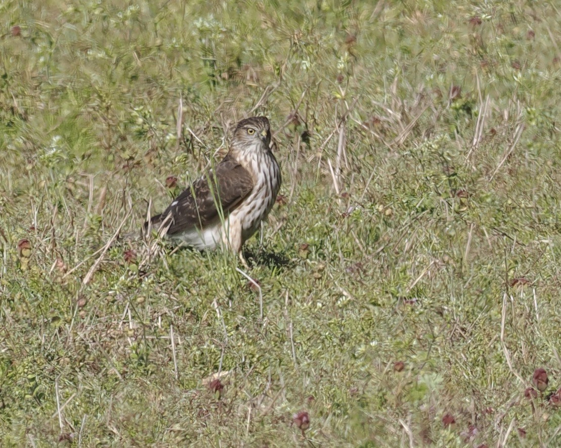 Sharp-shinned Hawk - ML547698491