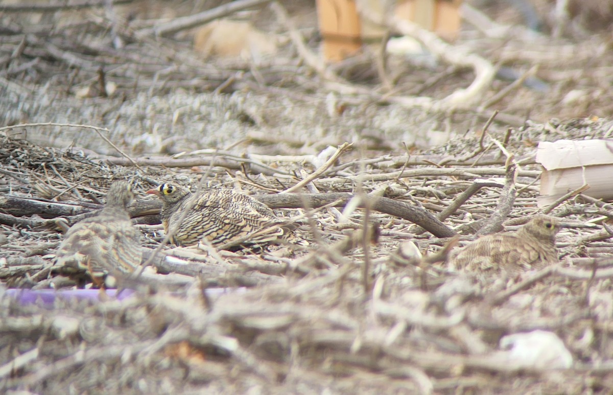 Lichtenstein's Sandgrouse (Lichtenstein's) - ML547698521