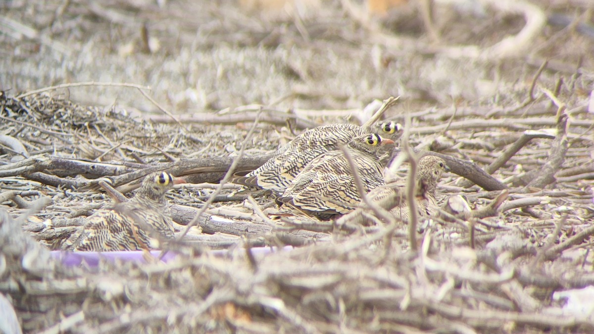 Lichtenstein's Sandgrouse (Lichtenstein's) - ML547698531