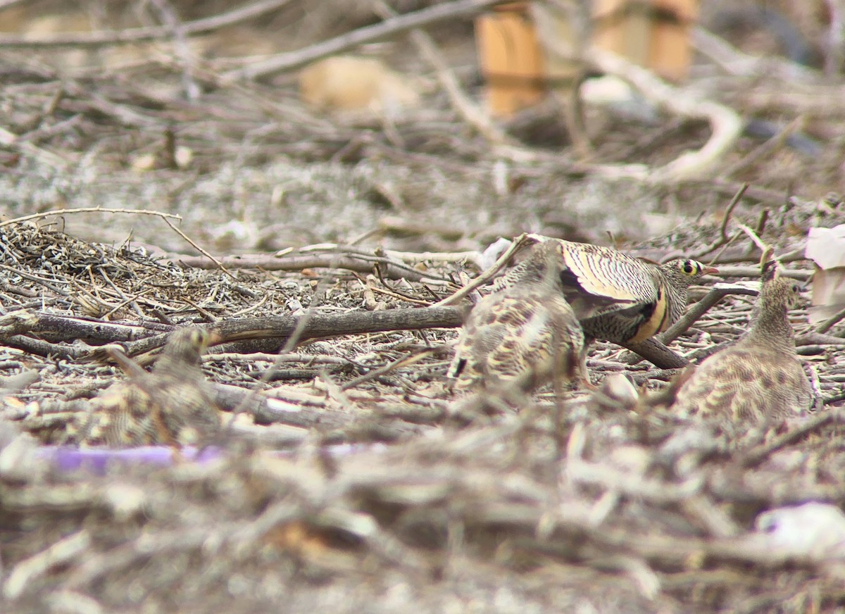 Lichtenstein's Sandgrouse (Lichtenstein's) - ML547698551