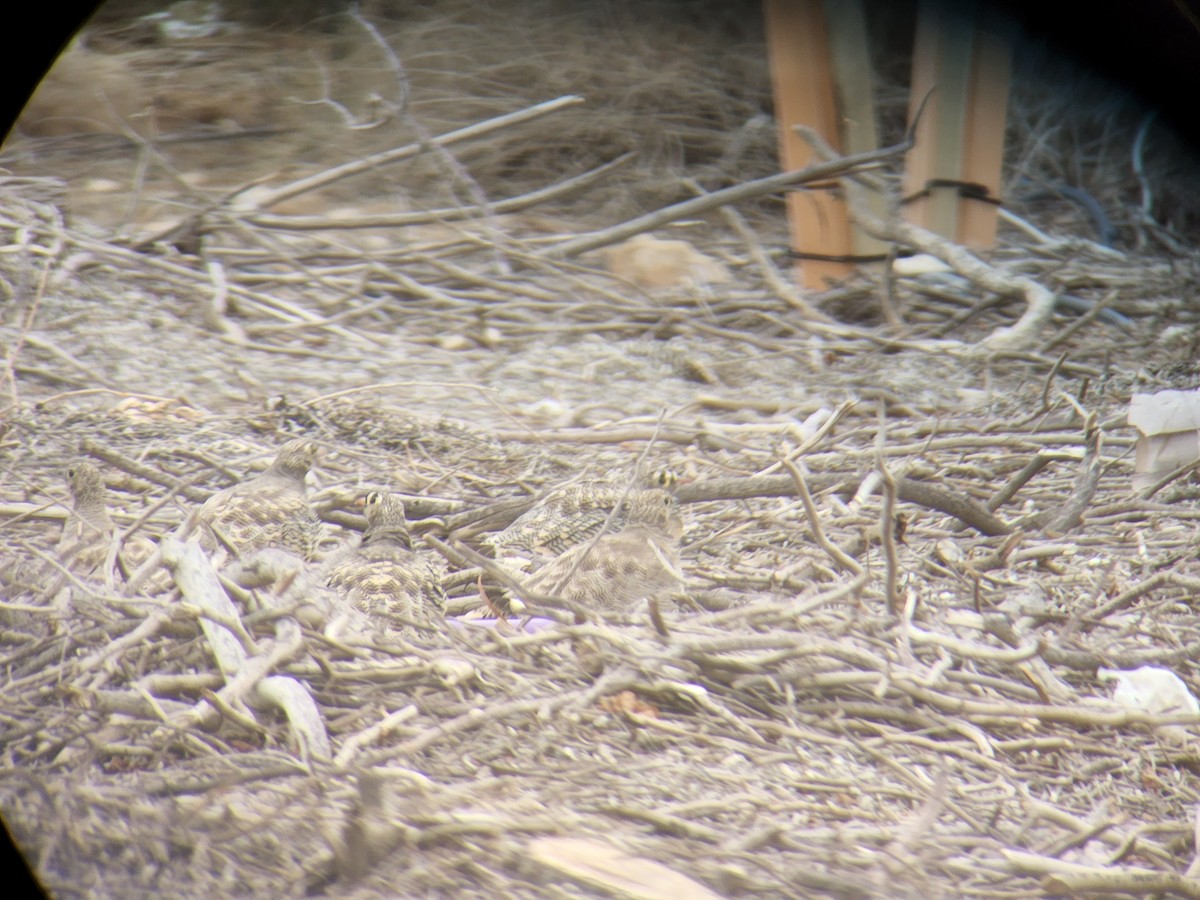 Lichtenstein's Sandgrouse (Lichtenstein's) - ML547698571