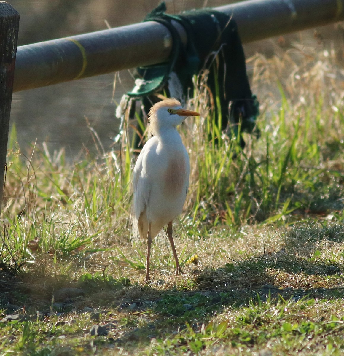 Western Cattle Egret - ML54769871