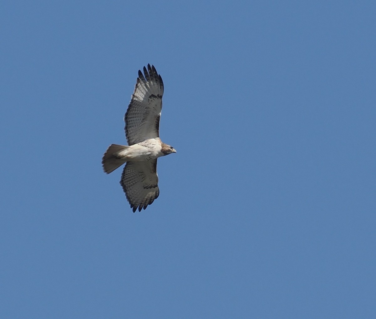 Red-tailed Hawk - Bob Foehring