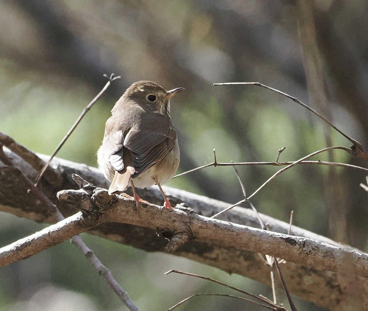 Hermit Thrush - ML547698981