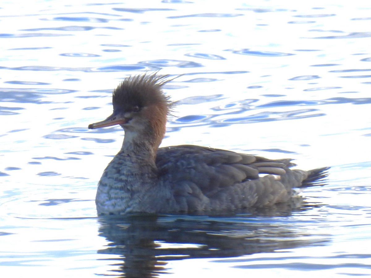 Red-breasted Merganser - ML547699001