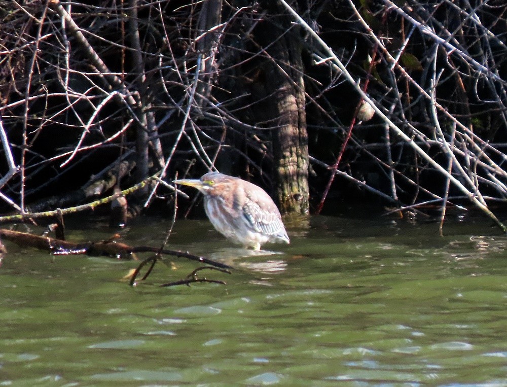 Green Heron - ML547699101