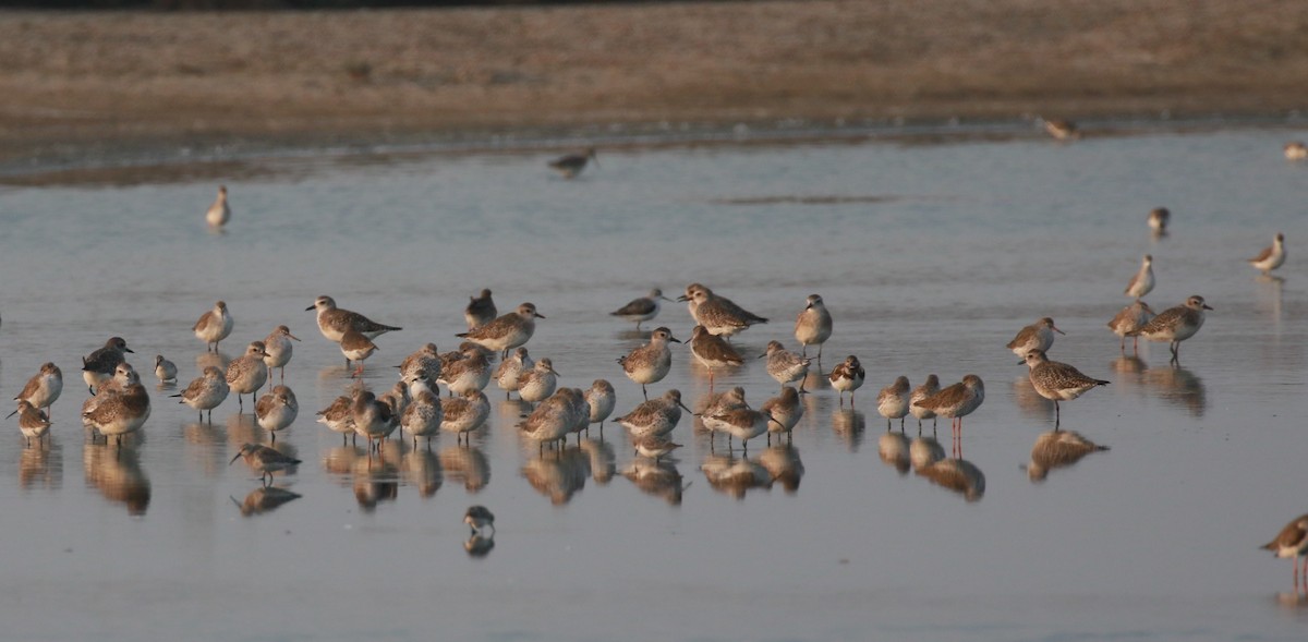 Ruddy Turnstone - simon walkley