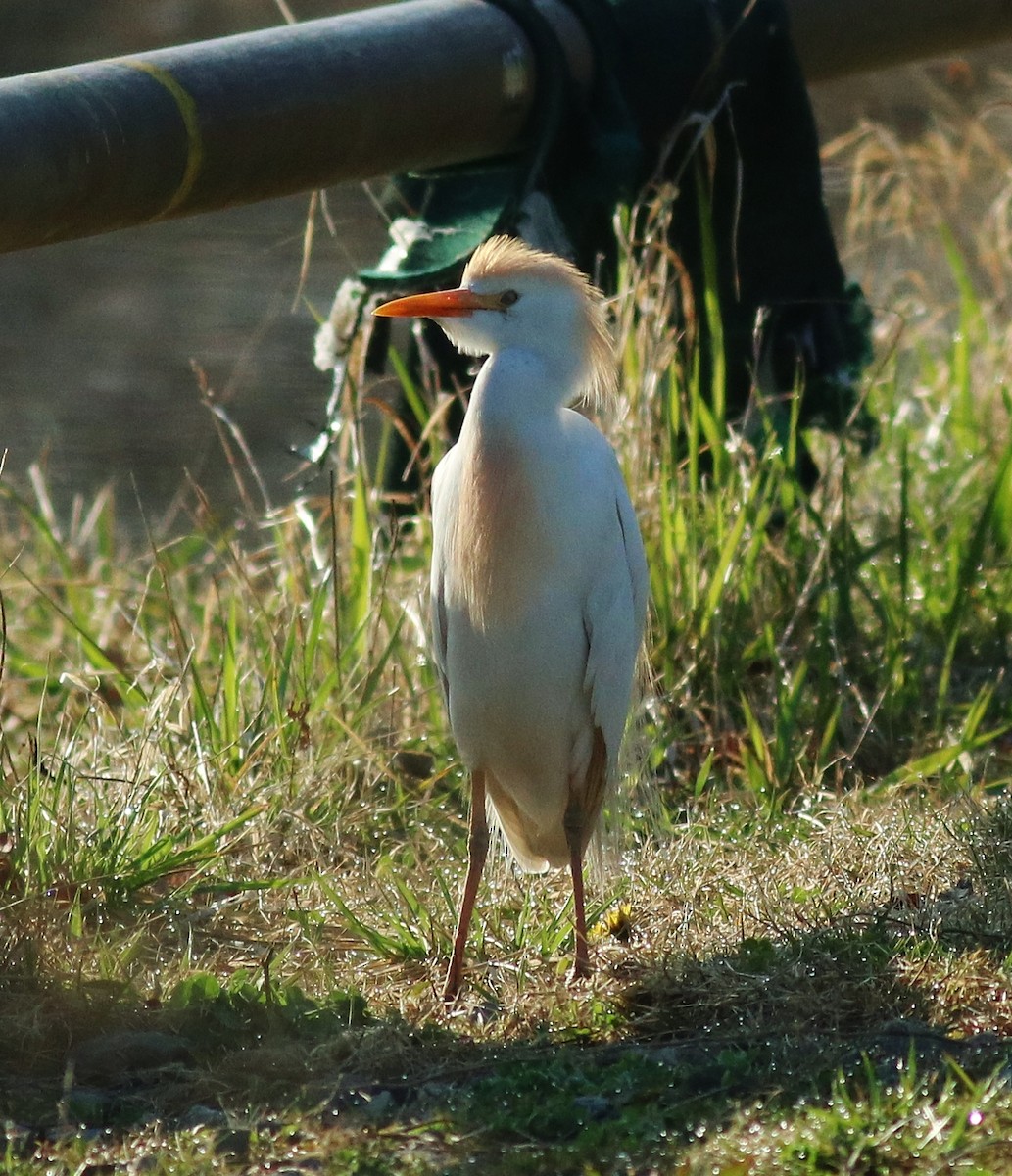 Western Cattle Egret - ML54770011