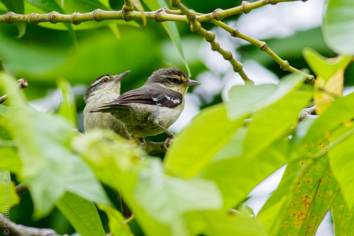 Double-banded Graytail - Daniel Orozco Montoya