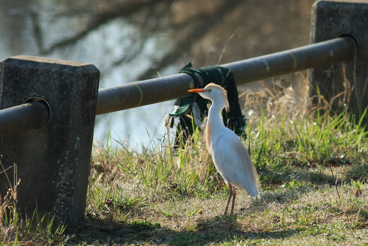 Чапля єгипетська (підвид ibis) - ML54770111